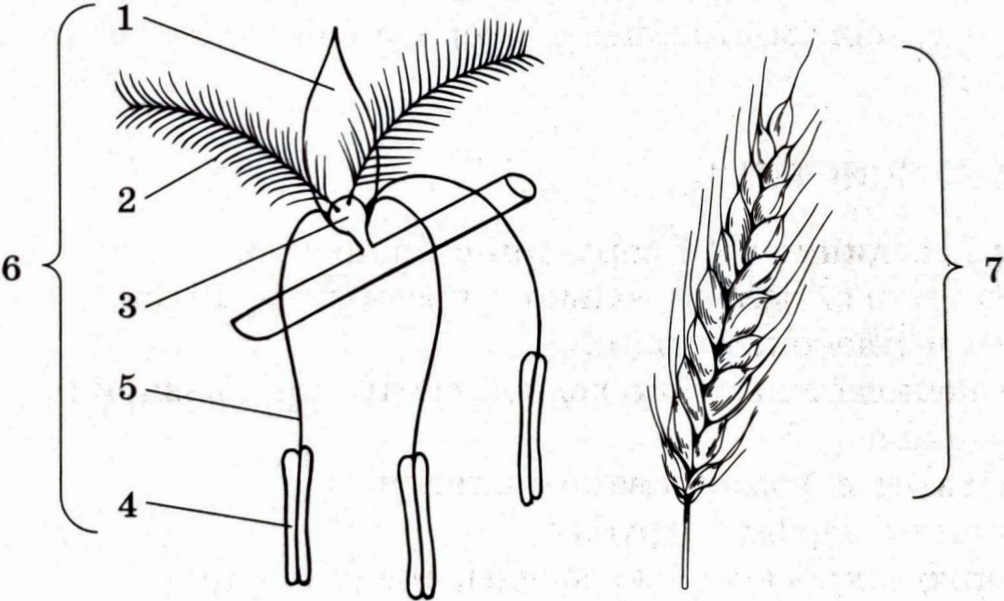 Задание №2746: Установите соответствие между характеристиками и ...