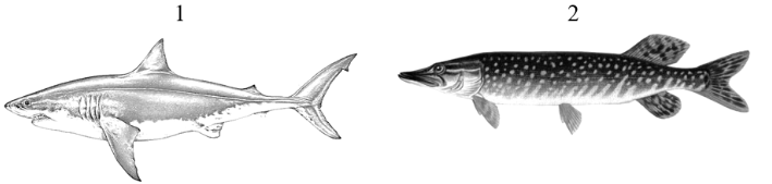Рисунок
