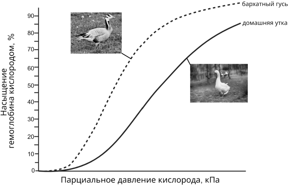 Рисунок