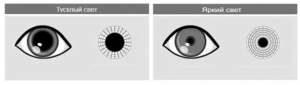Задание №11128: Рассмотрите таблицу Общие признаки биологических систем ...