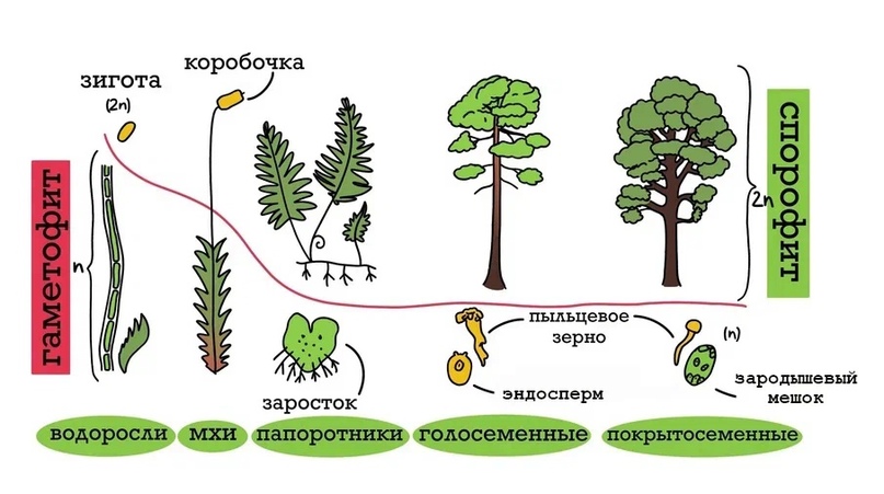 У папоротников преобладает гаметофит или спорофит. Спорофит папоротника. Схема жизненного цикла высших растений. Гаметофит и спорофит у растений схема. В жизненном цикле преобладает спорофит.