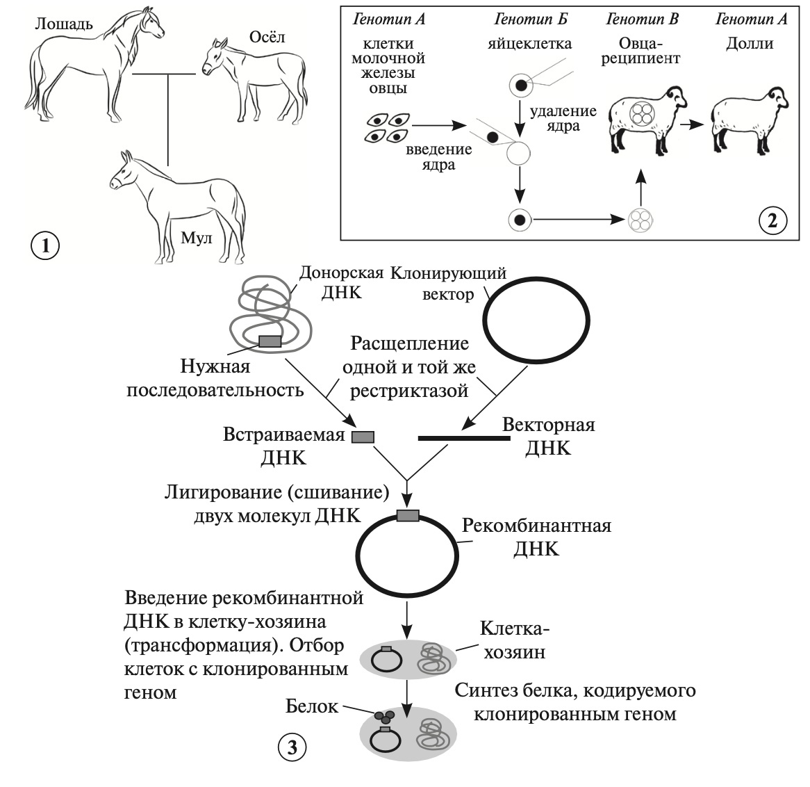 Задание №8016: Установите соответствие между характеристиками и методами  селекции и биотехнологии, обозначенными на рисунке ниже цифрами 1, 2, 3: к  каждой позиции, данной в первом столбце, подберите соответствующую... —  NeoFamily