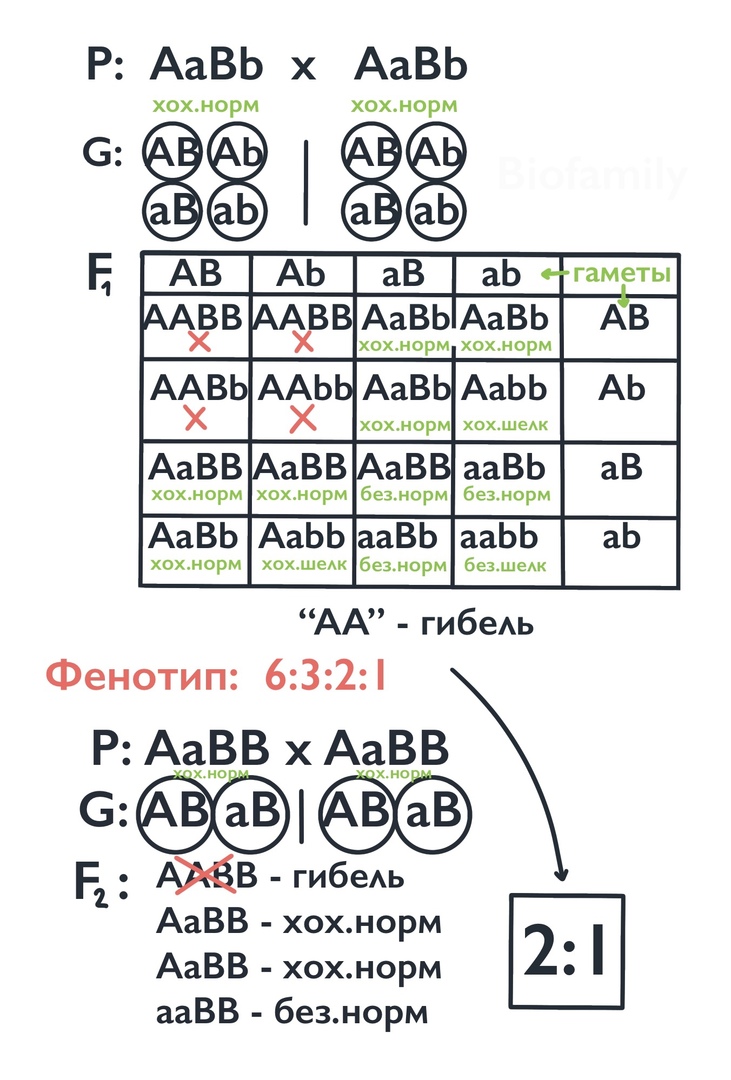 ГЕНЕТИКА: Решение задач, изображение №1