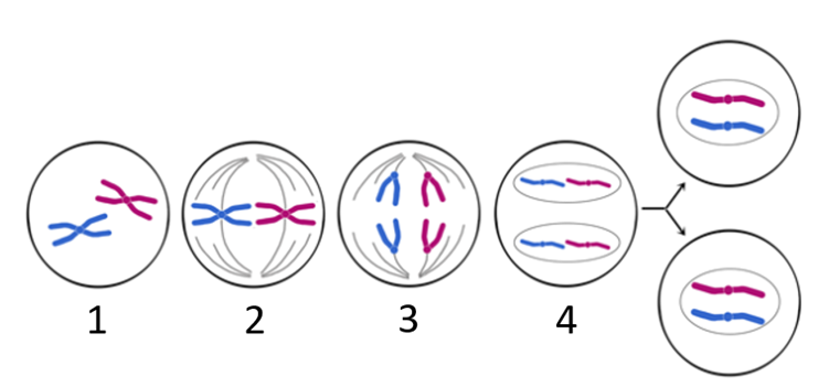 Задание №13341: Укажите номер, которым на схеме митоза отмечена фаза ...