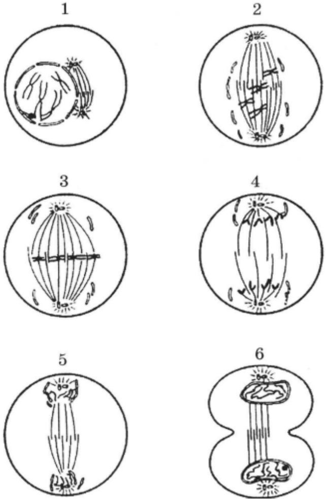 Компактизация хромосом митоз. Движение хромосом к полюсам клетки. Расхождение сестринских хроматид к полюсам клетки. Расхождение сестринских хромосом полюсам клетки.