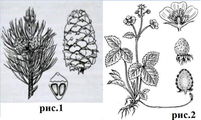 Задание №19497: Определите отделы, к которым относят растения, органы ...