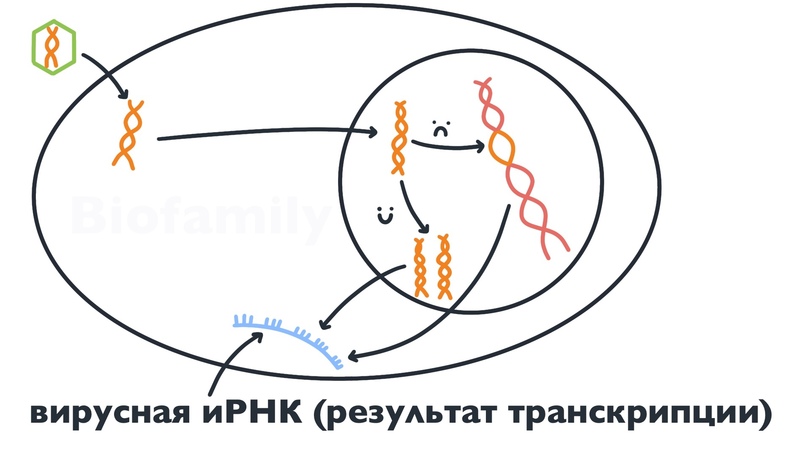 ВИРУСЫ, изображение №5