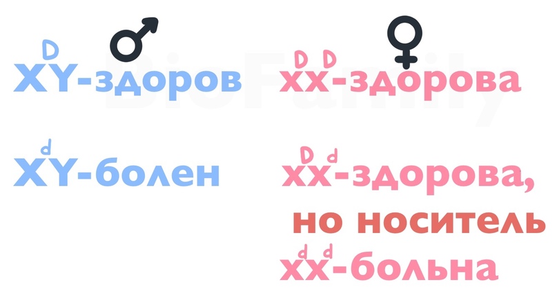 ГЕНЕТИКА: Сцепление с полом, изображение №4