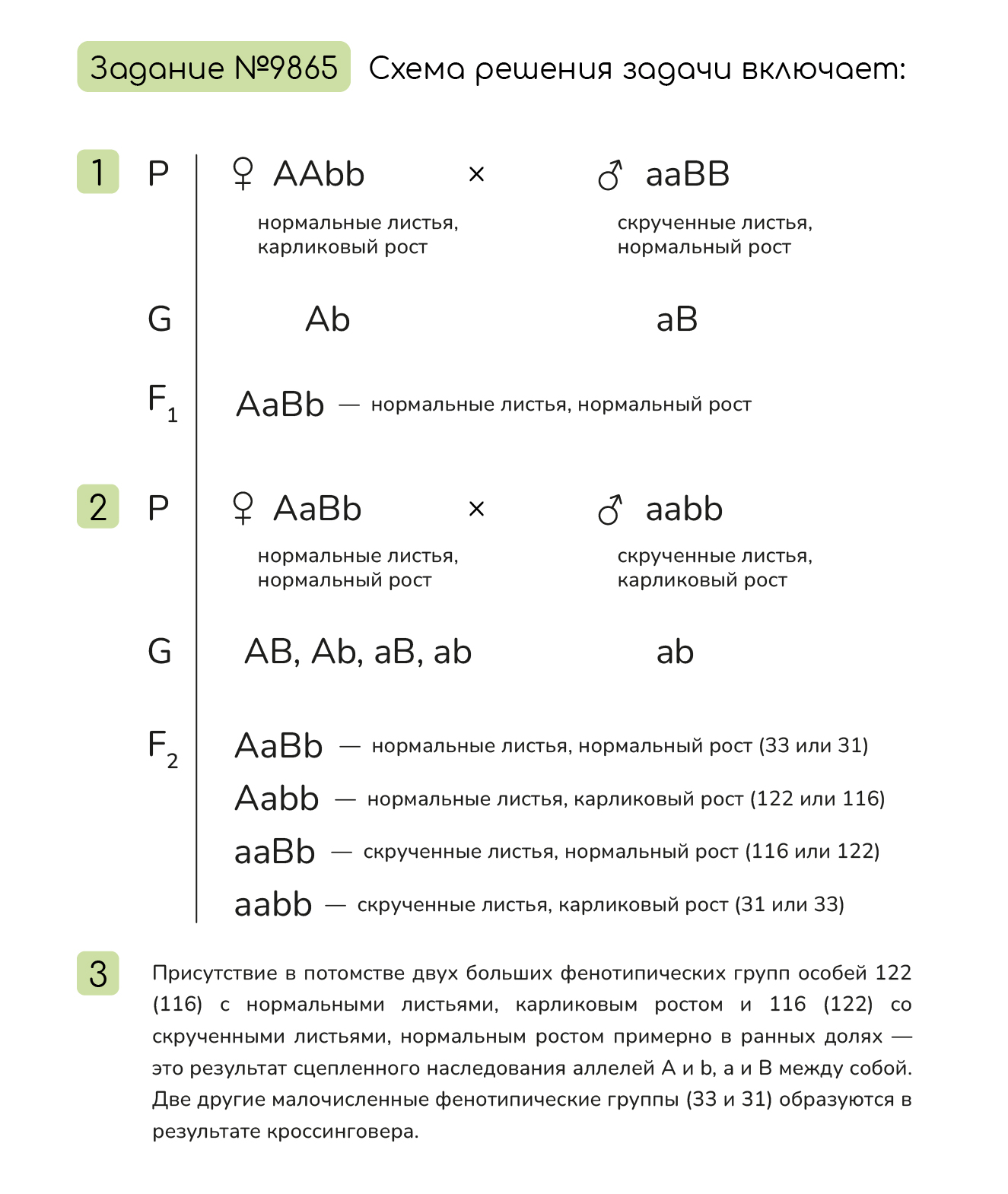 Задание №9865: При скрещивании растения кукурузы с нормальными листьями ...
