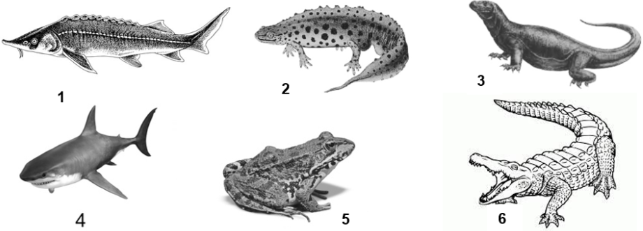 Рисунок