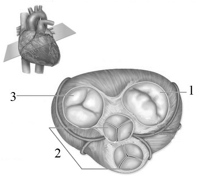 Задание №11100: Какой цифрой на рисунке обозначен клапан, пропускающий ...
