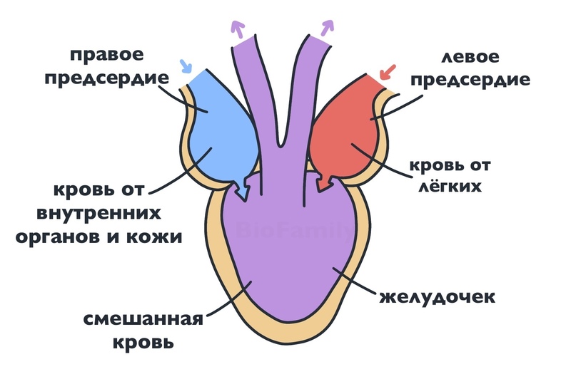 Схема сердца земноводных. Строение сердца земноводного. Строение сердца лягушки. Схема строения сердца амфибий. Строение сердца амфибий.