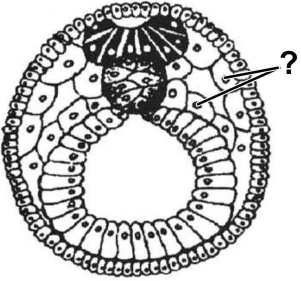 Задание №26671: Назовите зародышевый листок, обозначенный на рисунке ...