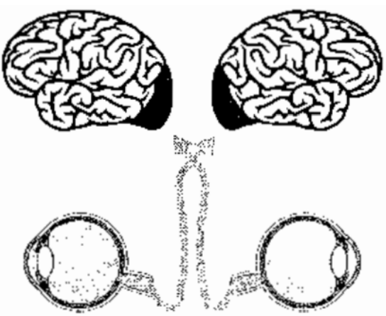 Задание №9544: Рассмотрите рисунок с изображением сенсорной системы ...