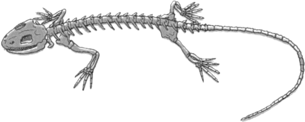 Задание №52750: Рассмотрите рисунок. Определите, представителем какого ...