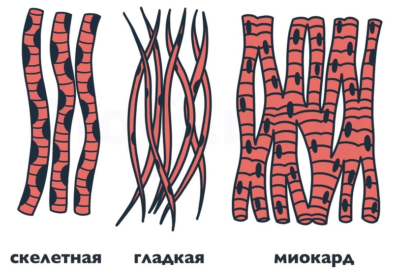 АНАТОМИЯ: Ткани, изображение №2