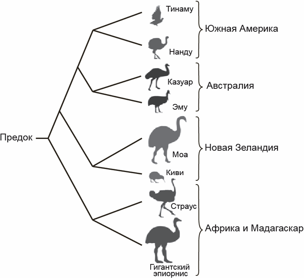 Рисунок