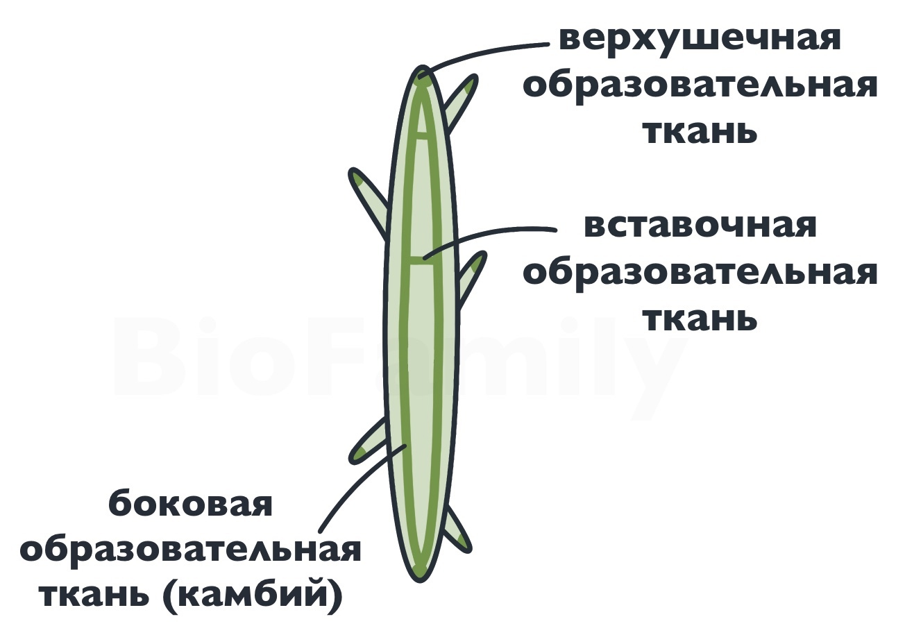 Рисунок на тему ткани растений (47 фото)