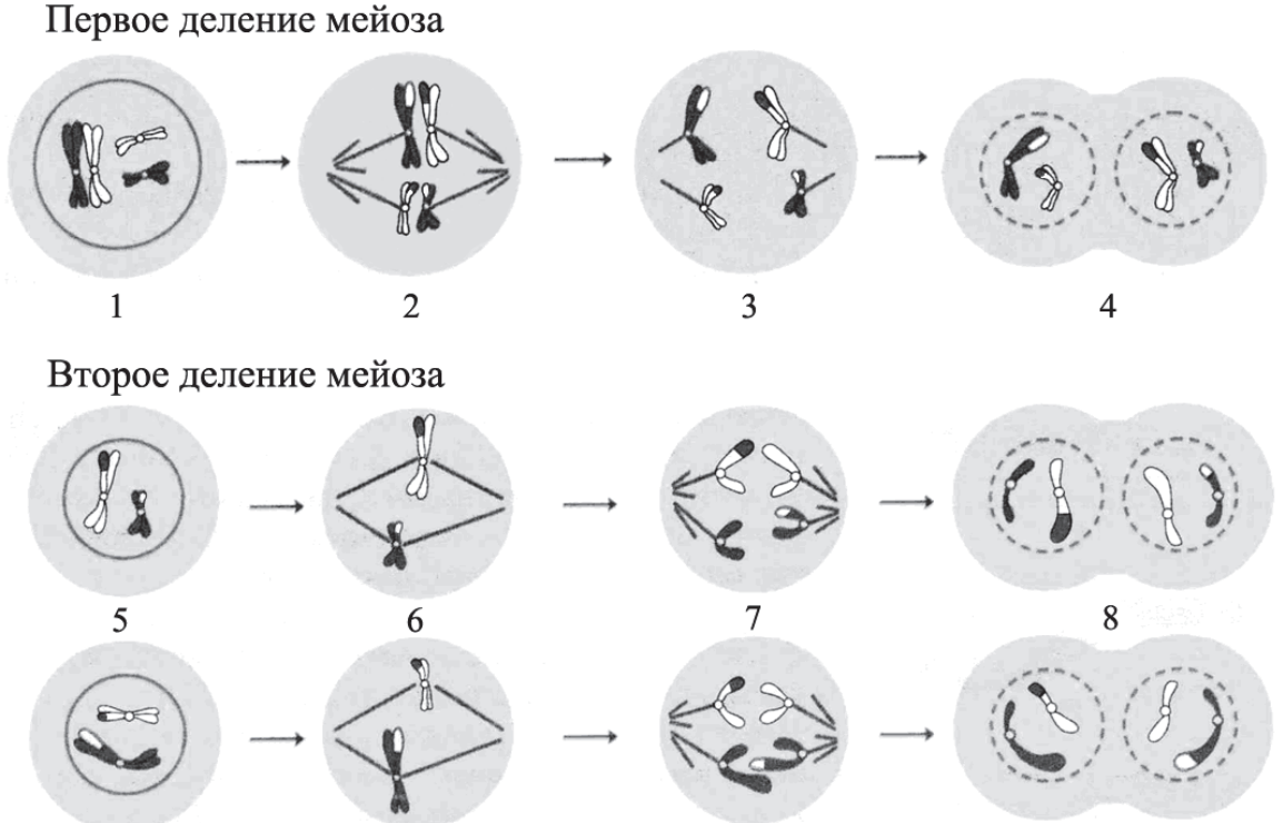 Каким номером обозначена. Схема мейоза 2n. Рис 49 схема мейоза. Мейоз фазы ЕГЭ биология. Фазы митоза схема ЕГЭ.