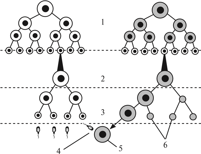 Задание №8240: Выберите три верно обозначенные подписи из шести к ...