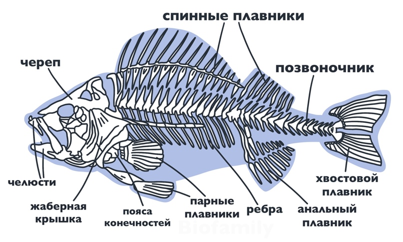 1 из каких отделов состоит скелет рыбы