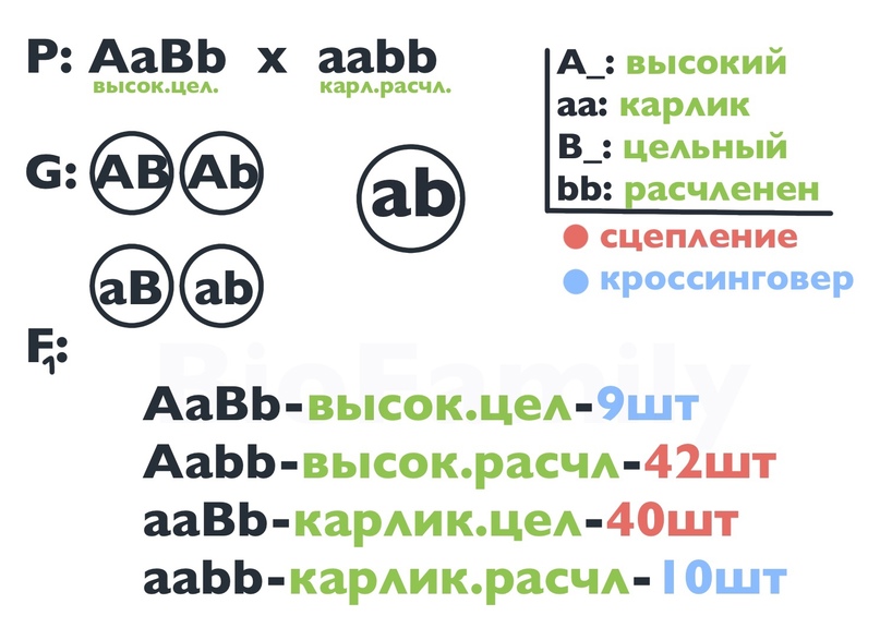 ГЕНЕТИКА: Сцепление генов, изображение №5