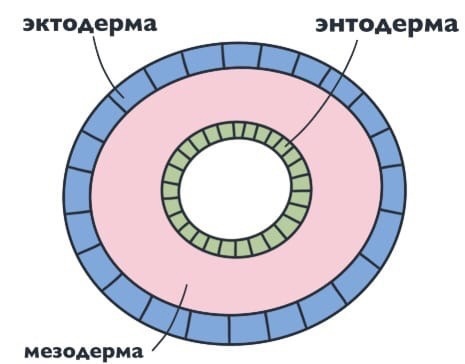 Паразитические плоские черви