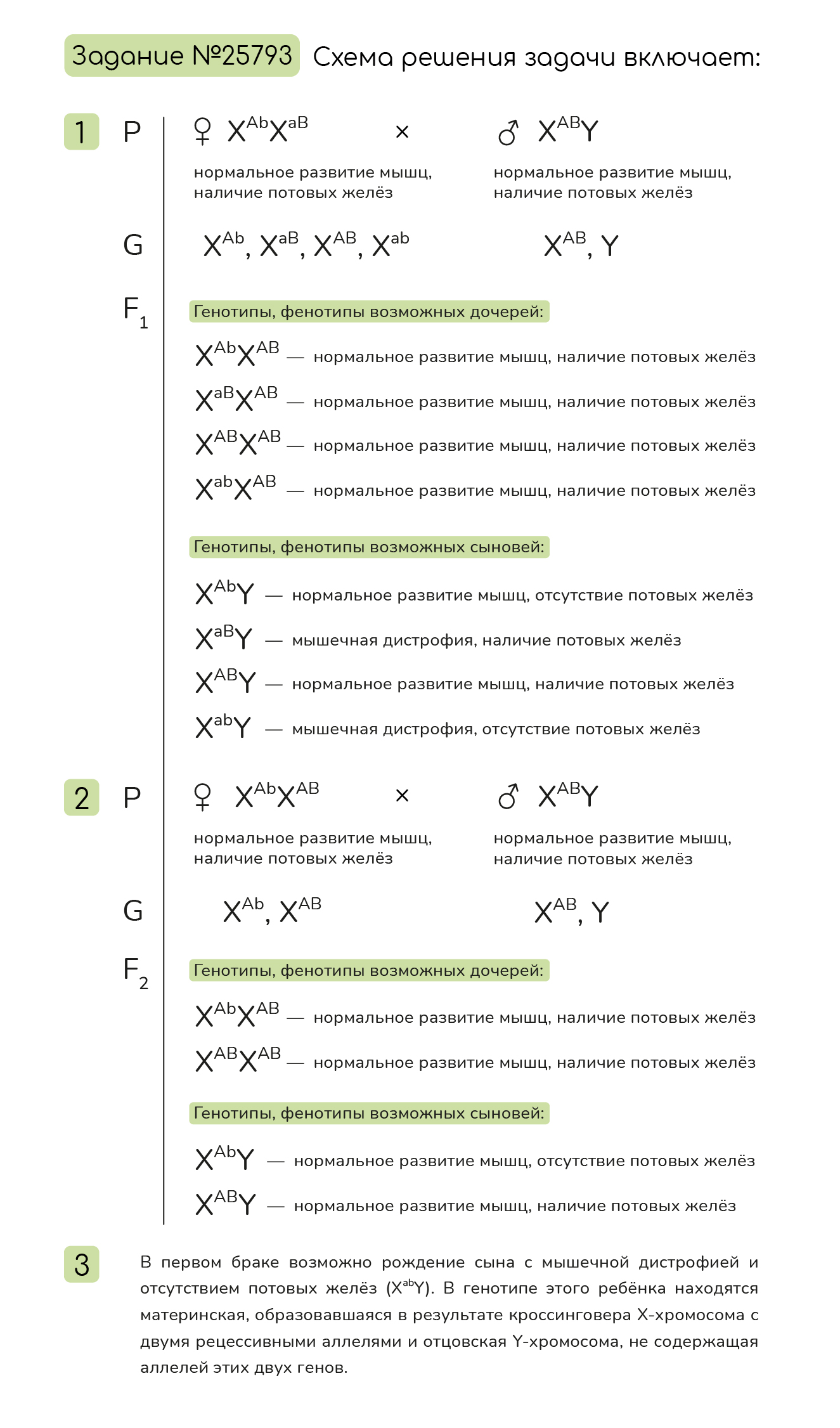 Задание №25793: У человека аллели генов мышечной дистрофии и отсутствия ...