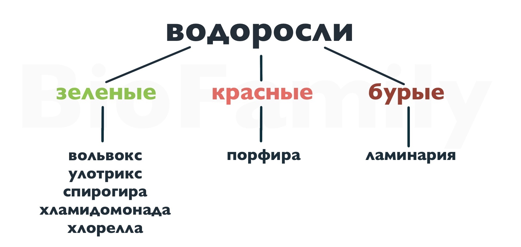 Современная систематика водорослей. Классификация водорослей. Систематика водорослей. Классификация водорослей схема. Классификация водорослей таблица.