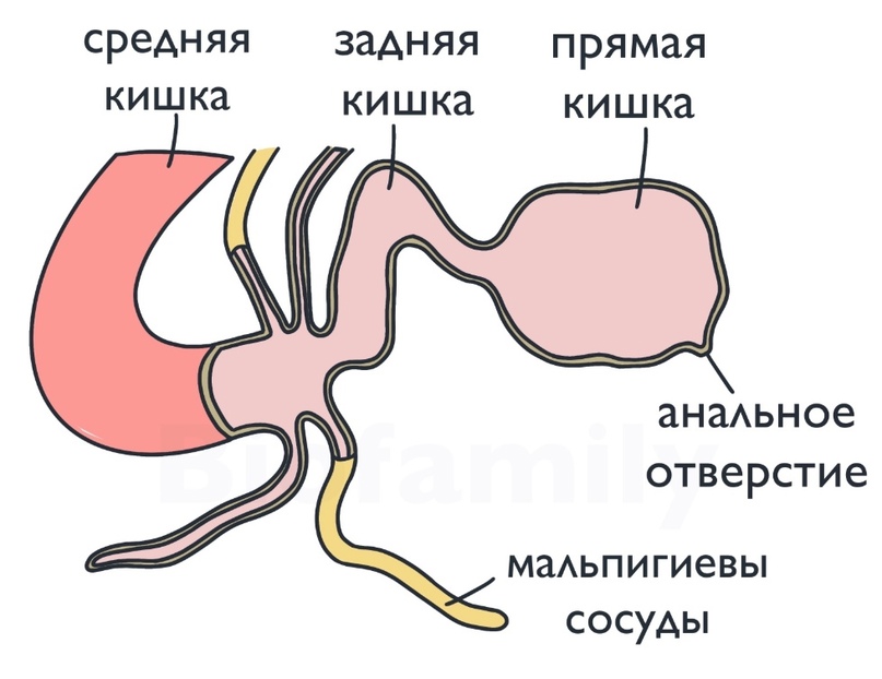 Наружный геморрой – методы лечения