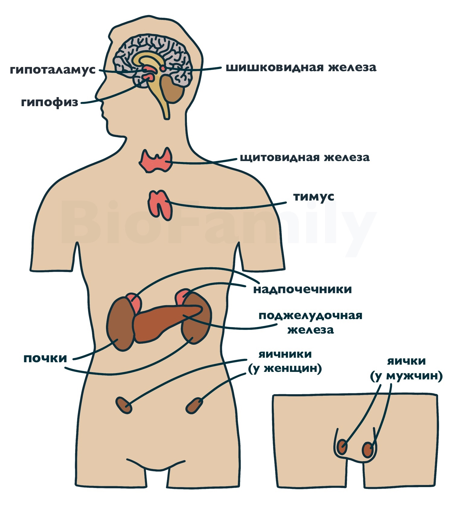 АНАТОМИЯ: Железы, изображение №1
