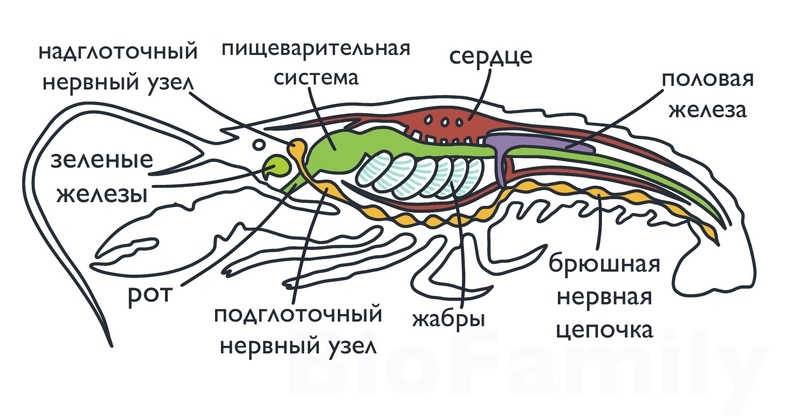 ЗООЛОГИЯ: Тип Членистоногие, изображение №12