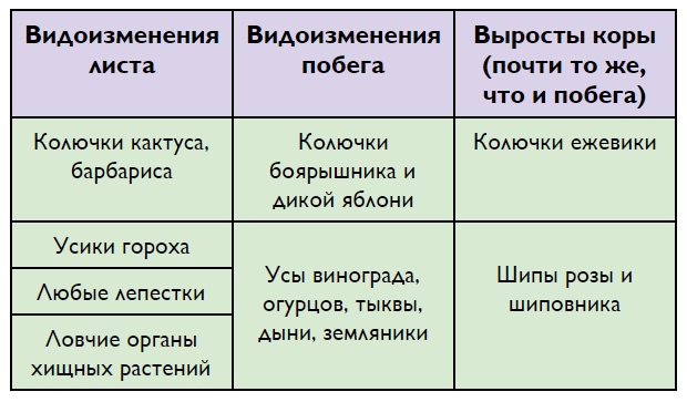 БОТАНИКА: Органы растений, изображение №7