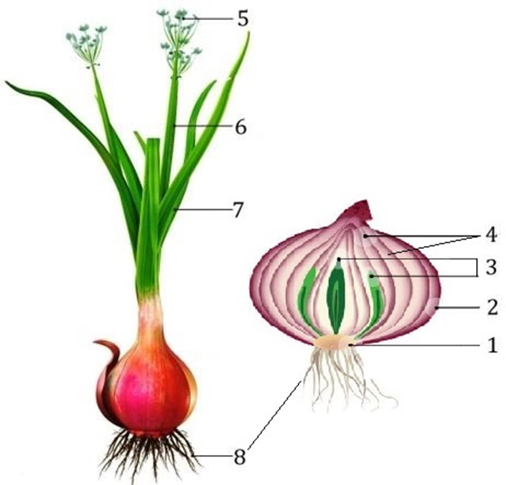 Задание №12460: Каким номером на рисунке обозначен генеративный орган ...