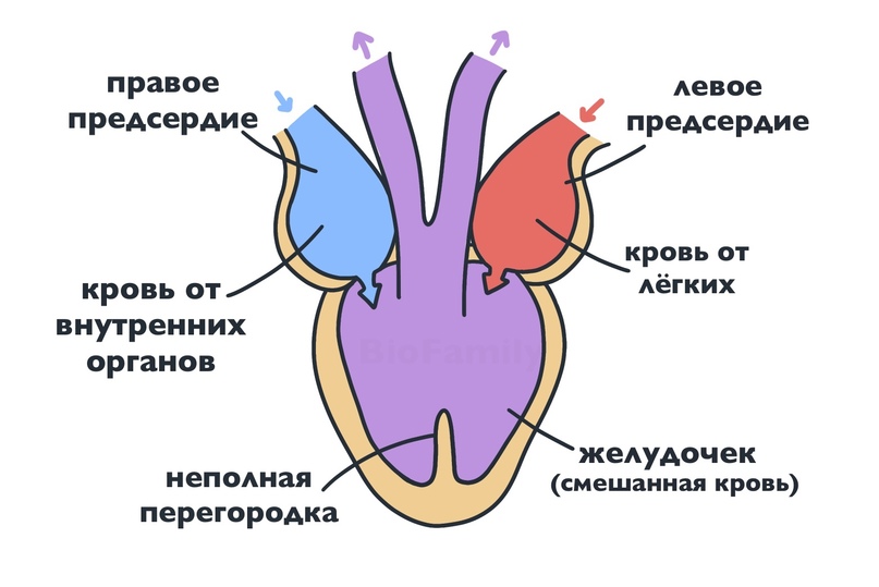 ХОРДОВЫЕ: Пресмыкающиеся, изображение №5
