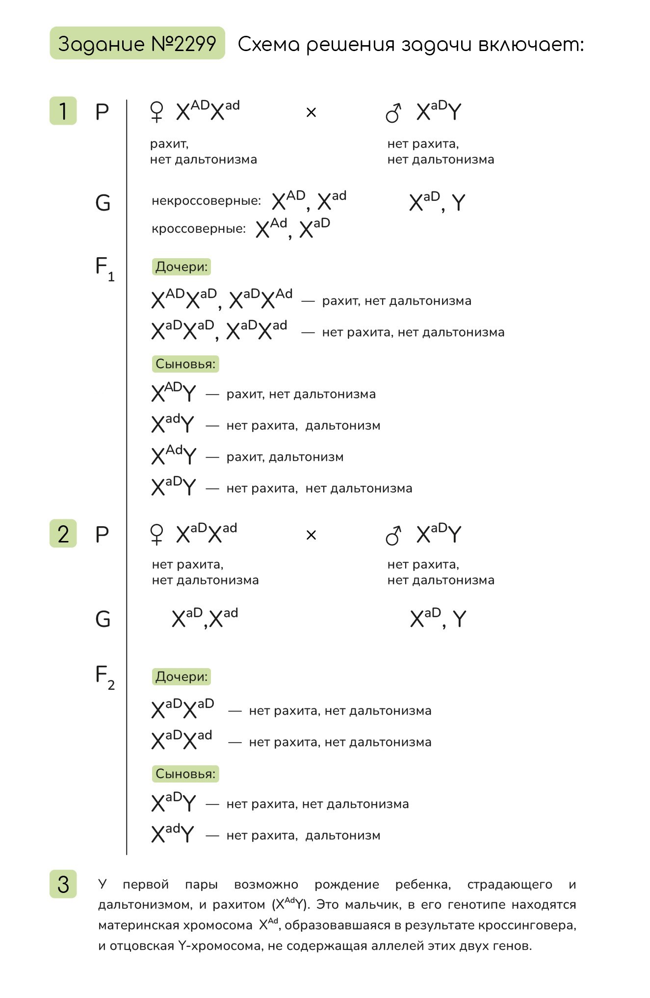 Задание №2299: У человека витамин D-резистентный рахит и дальтонизм ...