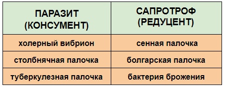 ПРОКАРИОТЫ: Бактерии и цианобактерии, изображение №7