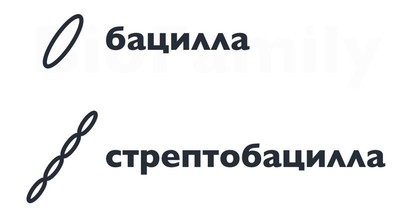 ПРОКАРИОТЫ: Бактерии и цианобактерии, изображение №5