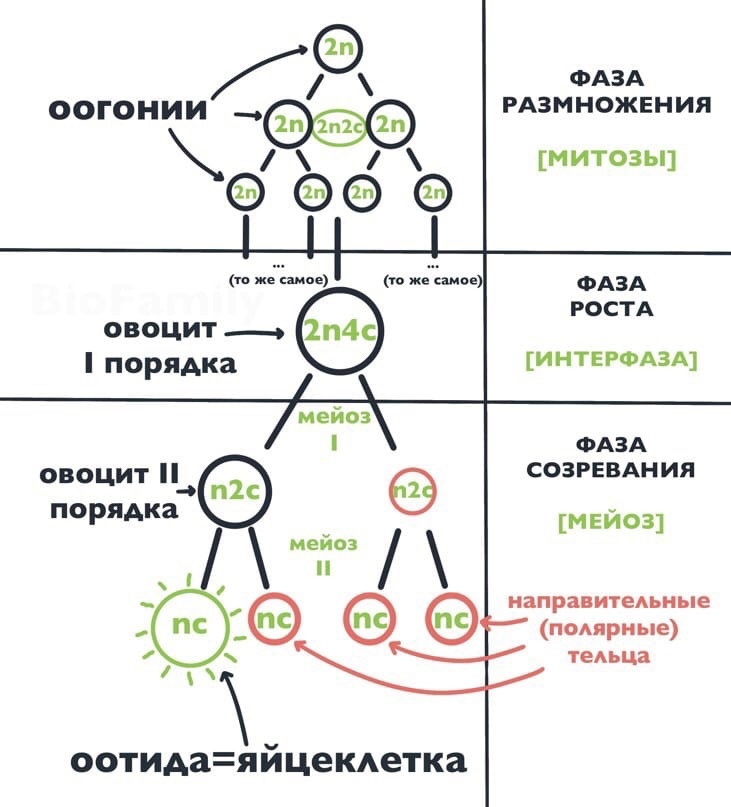 Отличие овогенеза от сперматогенеза. Морфология семенников и яичников.