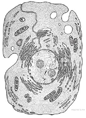 животная клетка