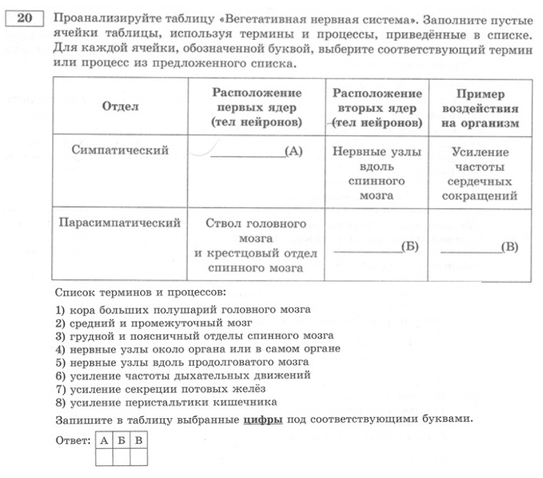 АНАТОМИЯ: Нервная система, изображение №6