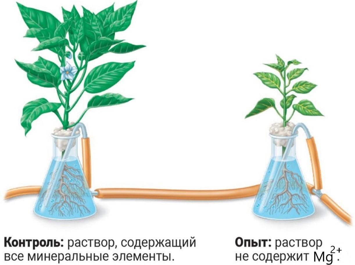 Удобрения и растворы для гидропоники Чистые соли