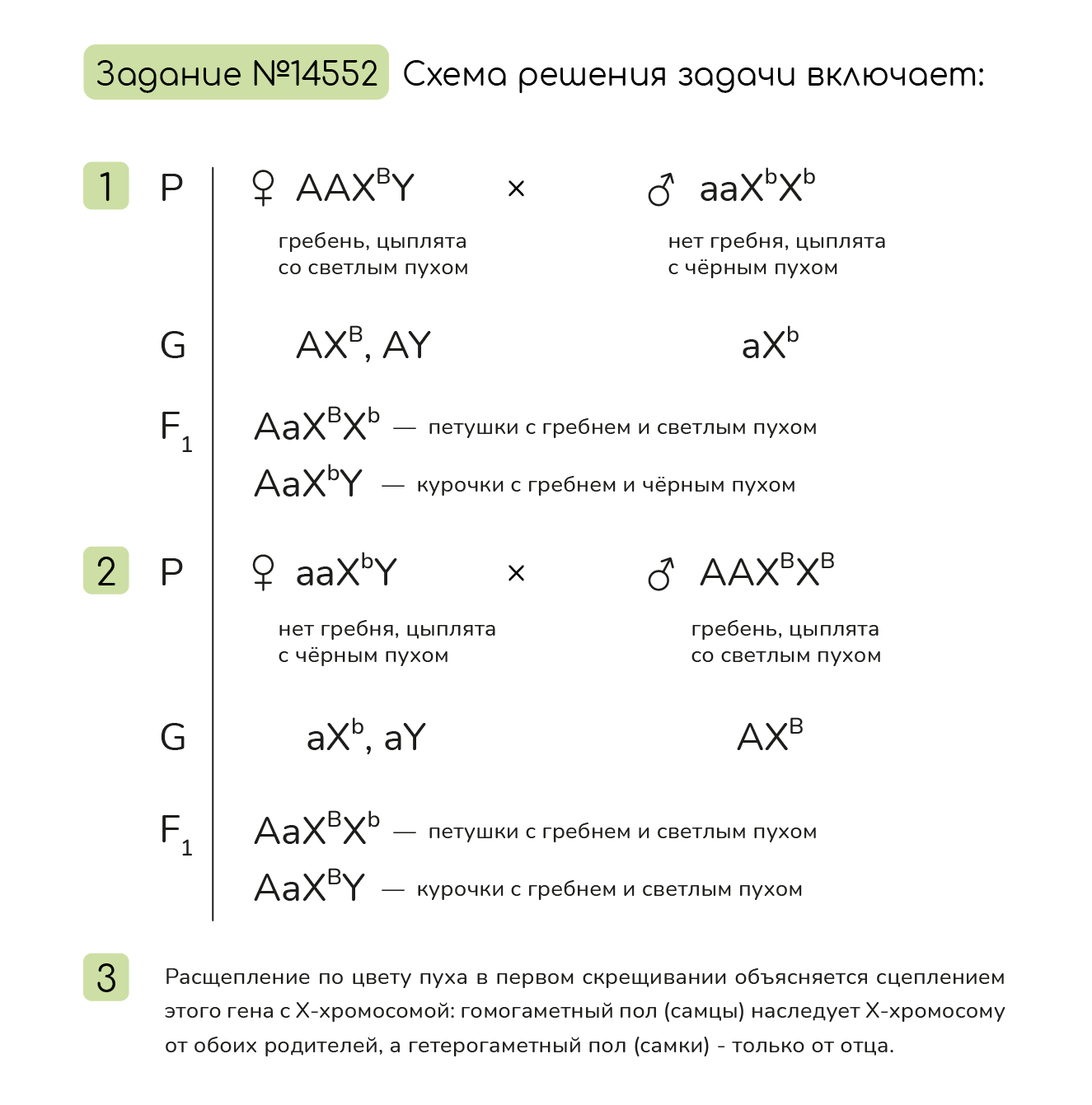 Задание №14552: У птиц женский пол гетерогаметен. У кур двух пород ...