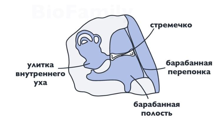 ХОРДОВЫЕ: Пресмыкающиеся, изображение №11