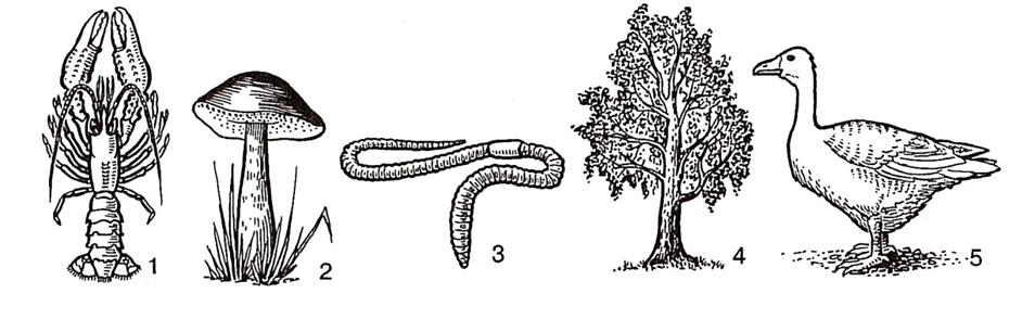 Задание №10963: Установите соответствие между признаками и организмами ...