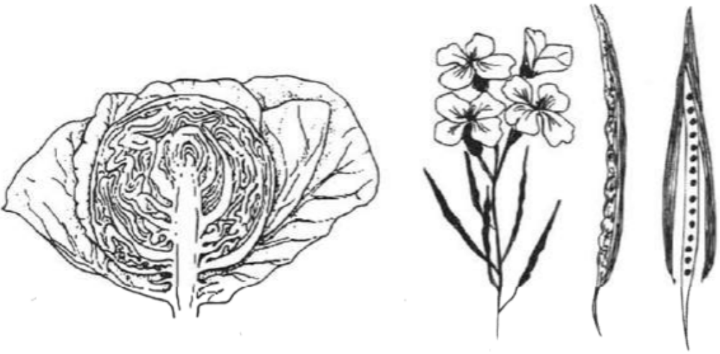 Рисунок