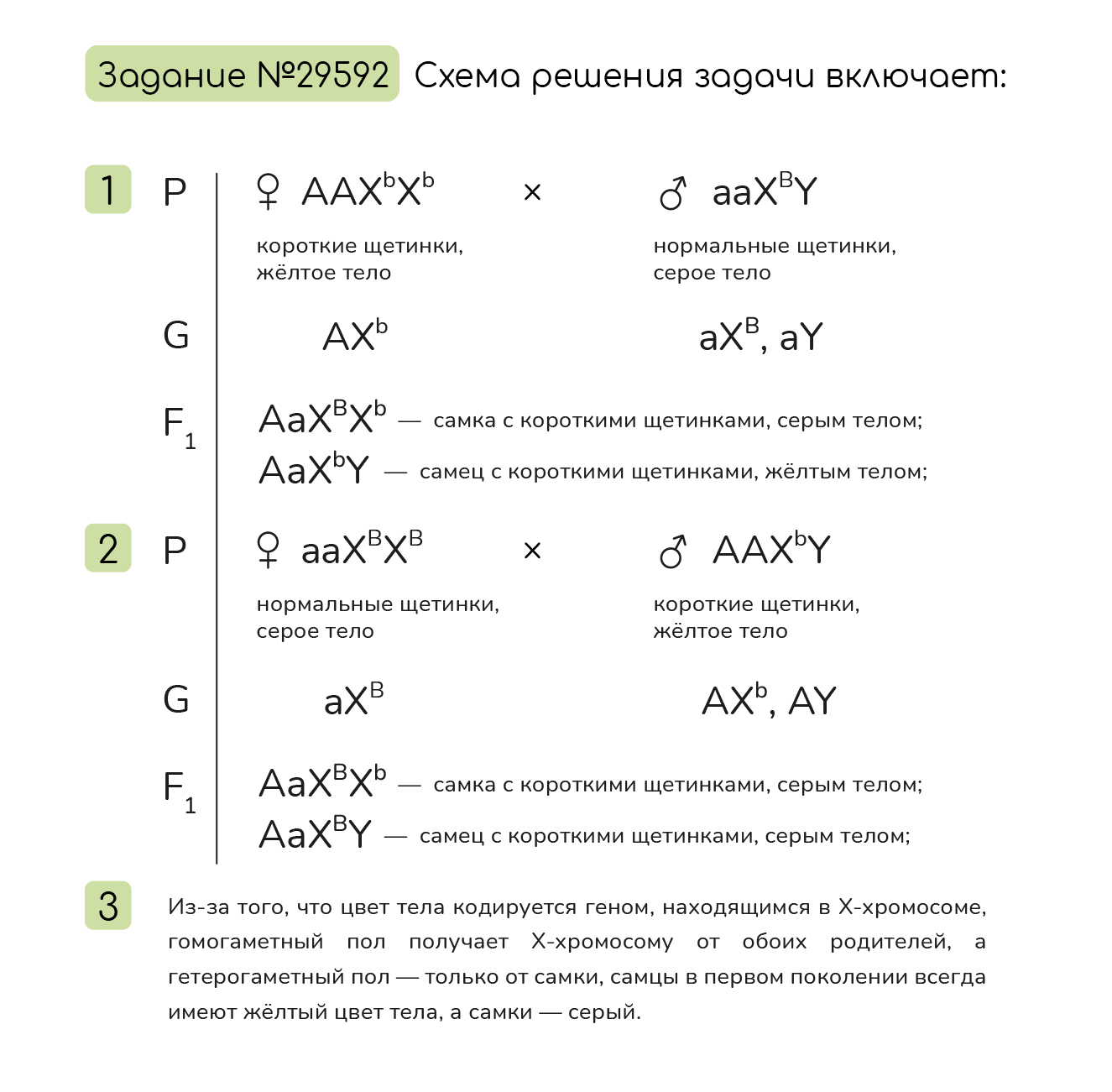 Задание №29592: У дрозофилы гетерогаметный пол - мужской. При ...