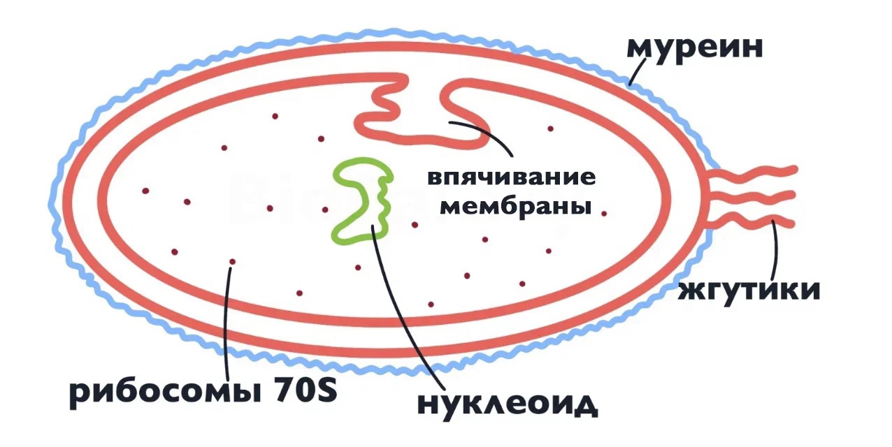 Строение бактерий