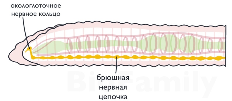 ЗООЛОГИЯ: Тип Кольчатые черви, изображение №6
