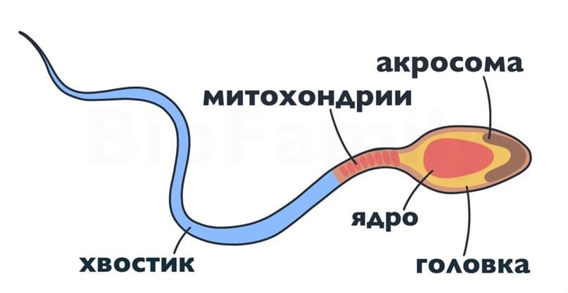 Строение яйцеклетки: основные компоненты